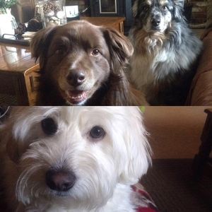 Meet your Posher, Diane